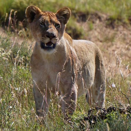 Safari Lodge - アマカーラ・ゲーム・リザーブ エクステリア 写真