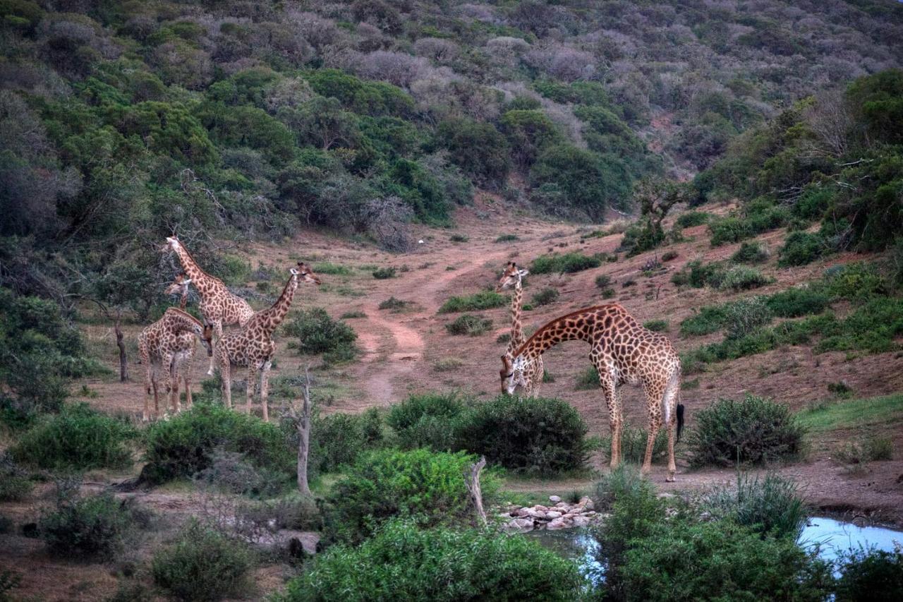 Safari Lodge - アマカーラ・ゲーム・リザーブ エクステリア 写真