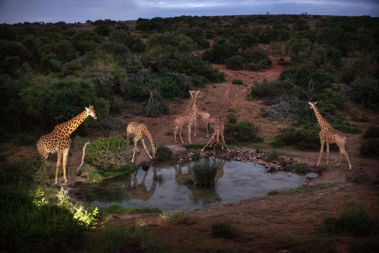 Safari Lodge - アマカーラ・ゲーム・リザーブ エクステリア 写真