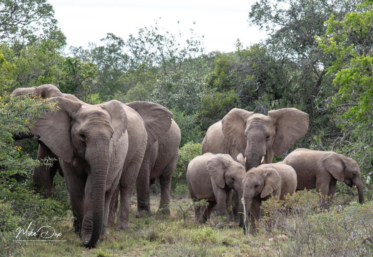 Safari Lodge - アマカーラ・ゲーム・リザーブ エクステリア 写真