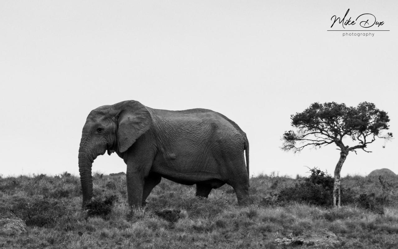 Safari Lodge - アマカーラ・ゲーム・リザーブ エクステリア 写真