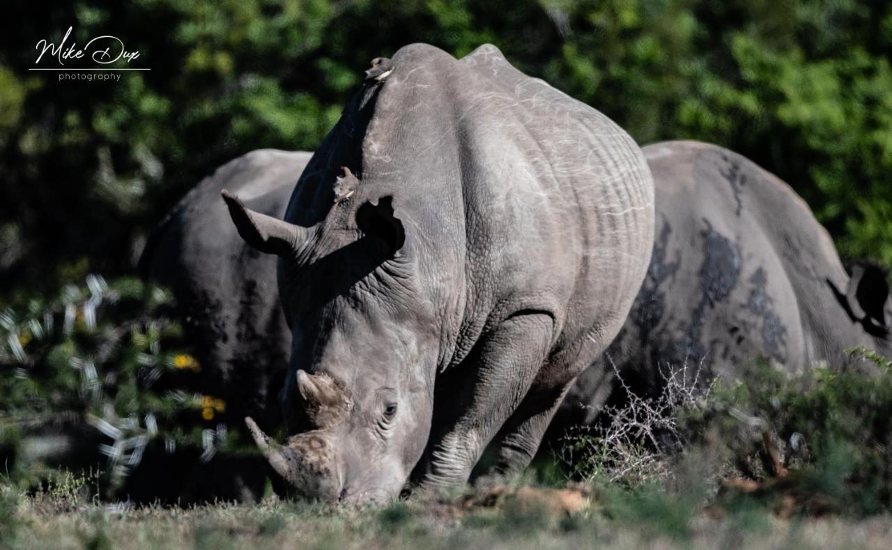 Safari Lodge - アマカーラ・ゲーム・リザーブ エクステリア 写真