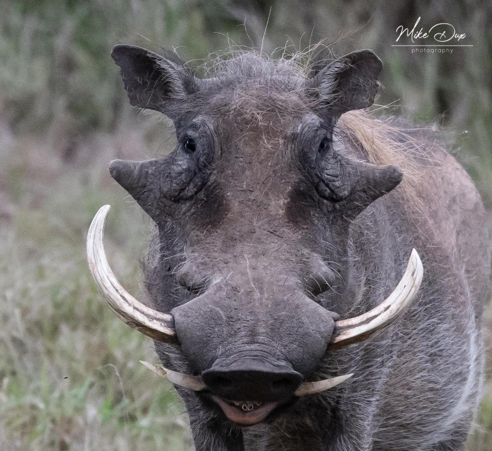 Safari Lodge - アマカーラ・ゲーム・リザーブ エクステリア 写真