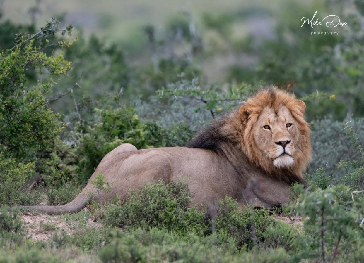 Safari Lodge - アマカーラ・ゲーム・リザーブ エクステリア 写真