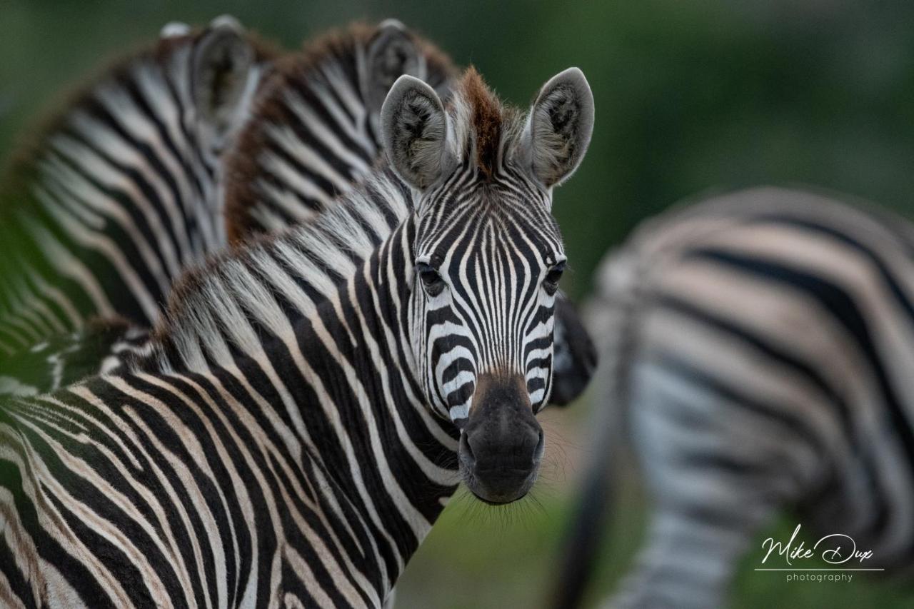 Safari Lodge - アマカーラ・ゲーム・リザーブ エクステリア 写真