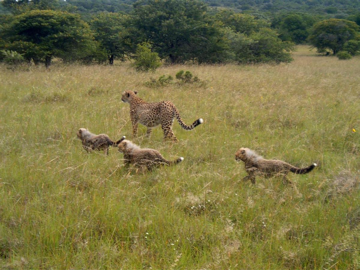 Safari Lodge - アマカーラ・ゲーム・リザーブ エクステリア 写真