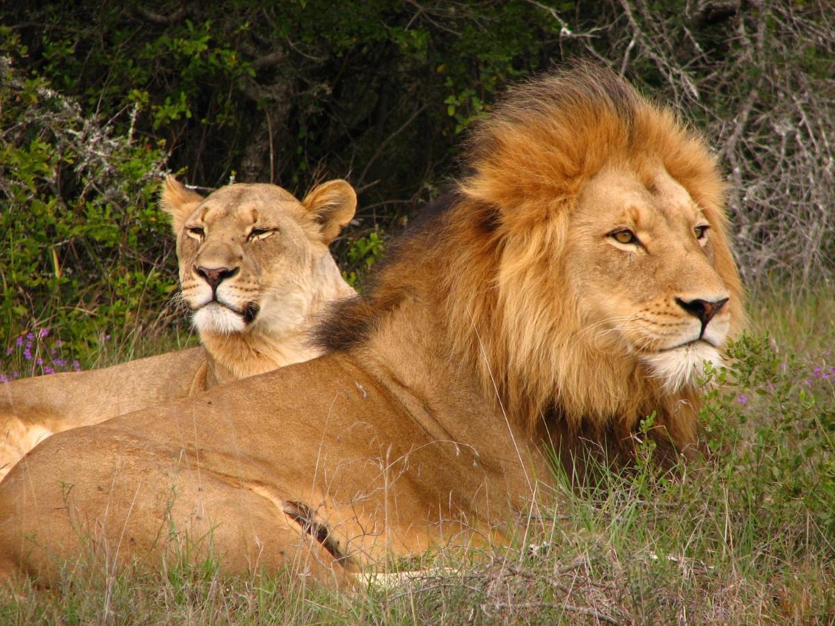 Safari Lodge - アマカーラ・ゲーム・リザーブ エクステリア 写真