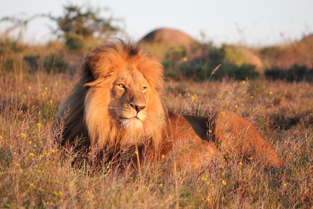 Safari Lodge - アマカーラ・ゲーム・リザーブ エクステリア 写真