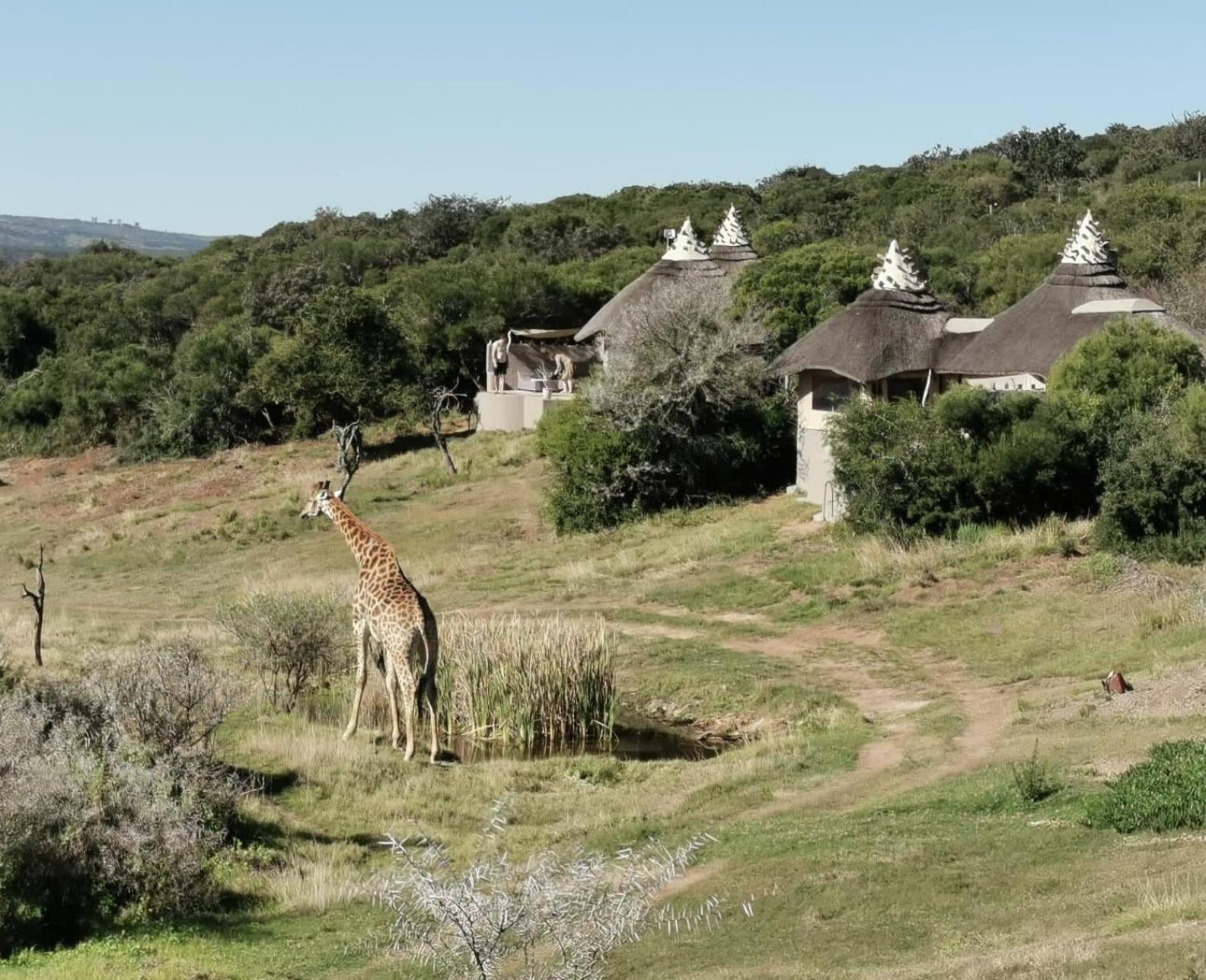 Safari Lodge - アマカーラ・ゲーム・リザーブ エクステリア 写真