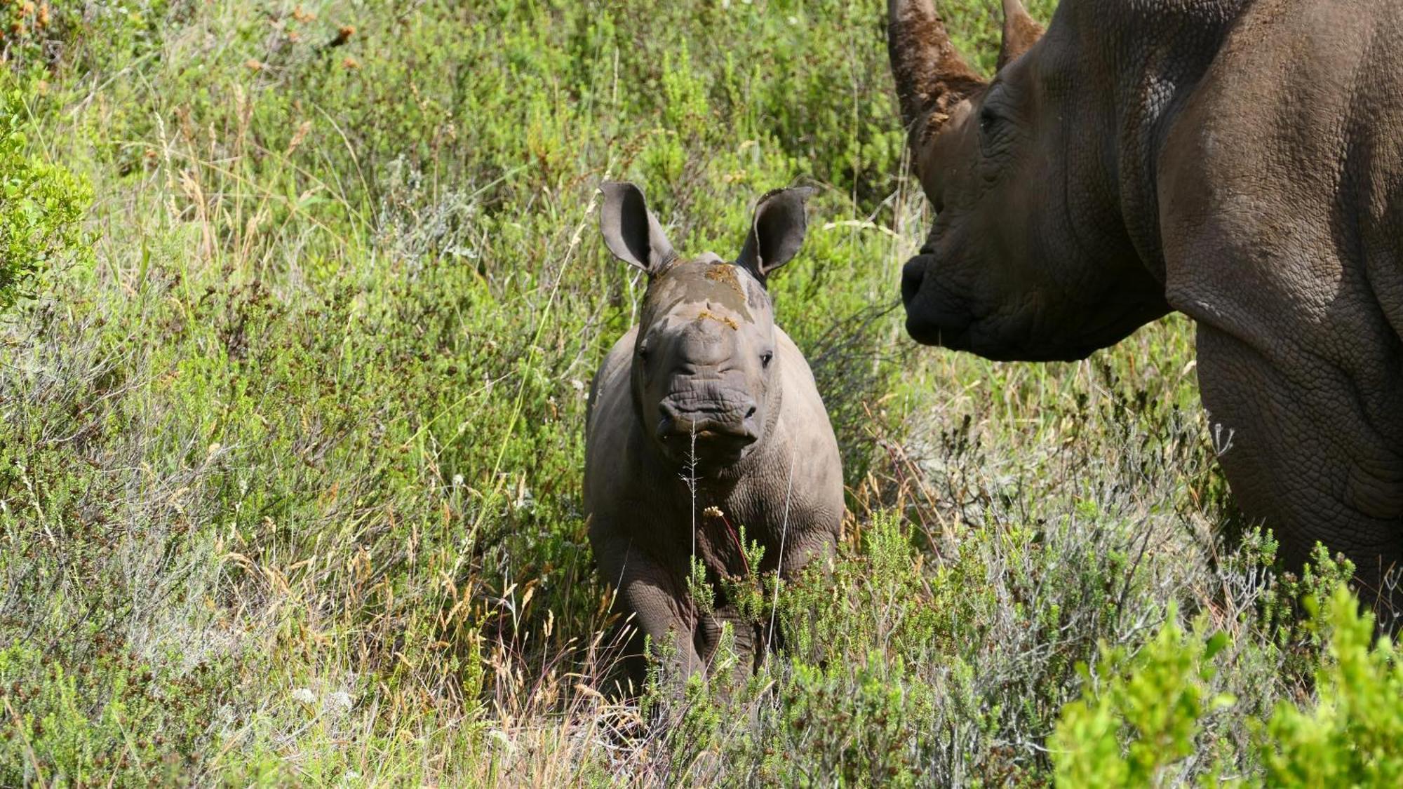 Safari Lodge - アマカーラ・ゲーム・リザーブ エクステリア 写真