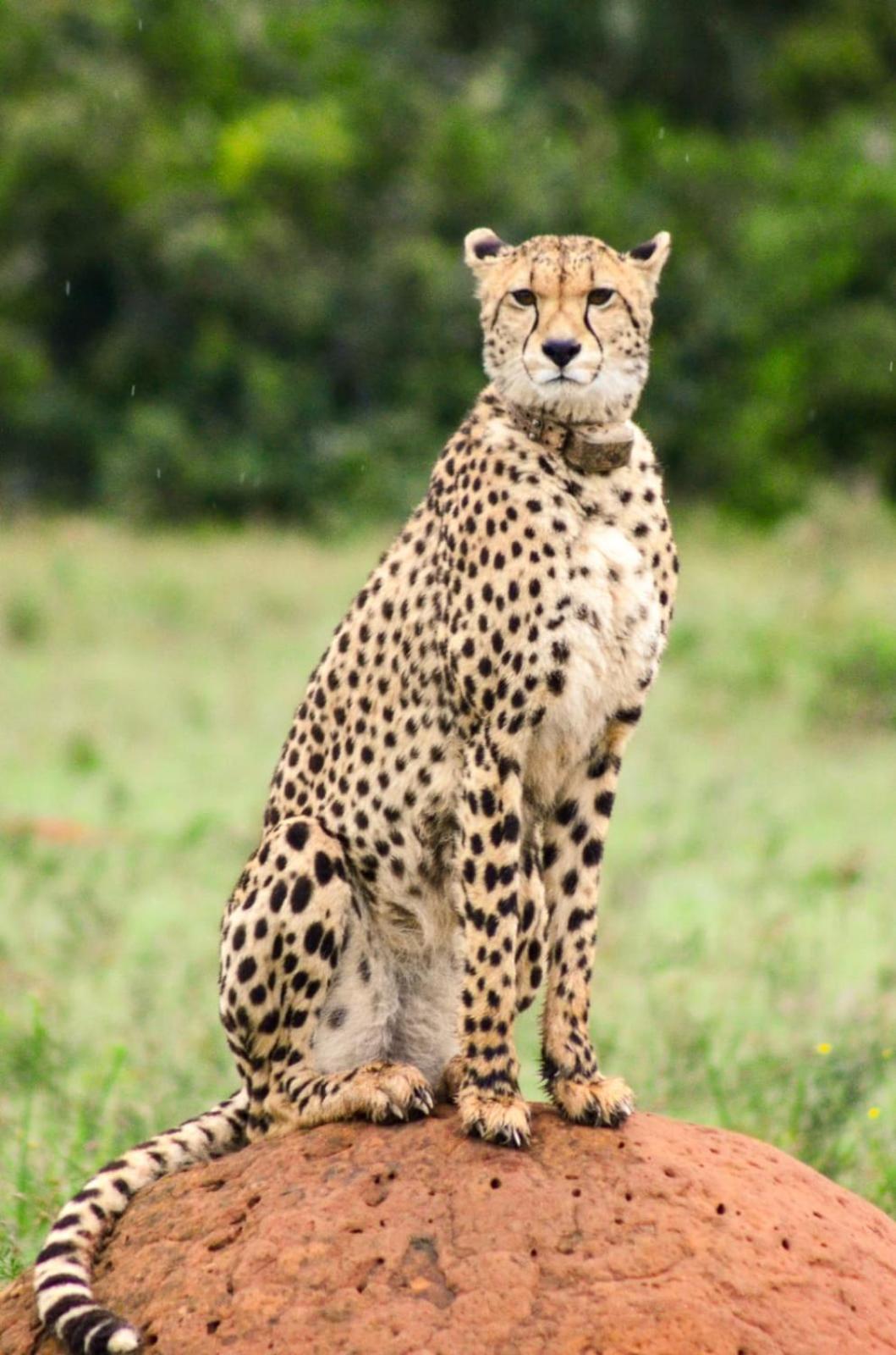 Safari Lodge - アマカーラ・ゲーム・リザーブ エクステリア 写真