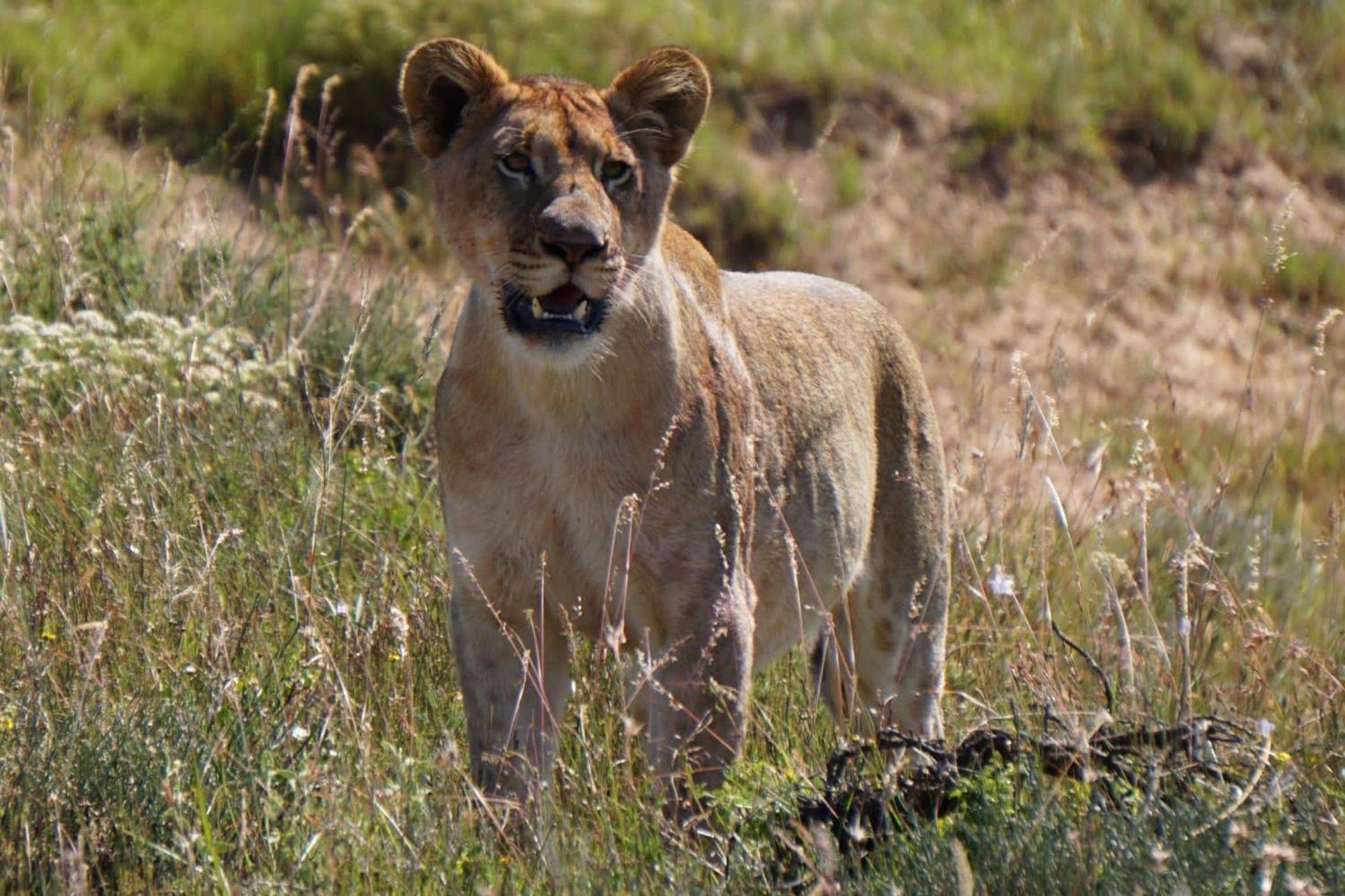 Safari Lodge - アマカーラ・ゲーム・リザーブ エクステリア 写真